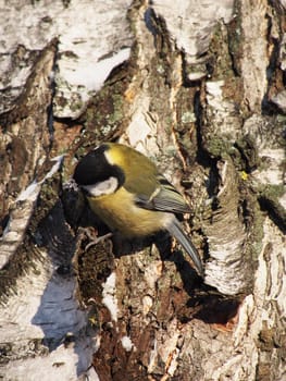 titmouse on a birch