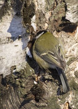 Tit on birch trunk
