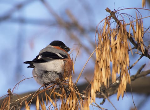 Bullfinch on branch