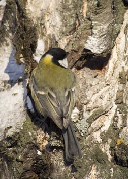 Tit on birch trunk