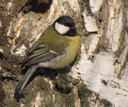 Tit on birch trunk