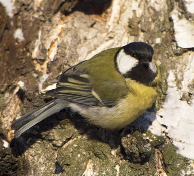 Tit on birch trunk