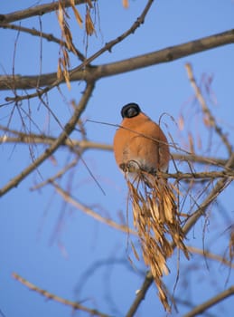 Bullfinch on branch