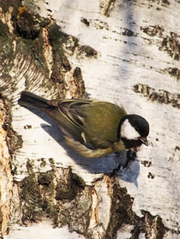 titmouse on a birch