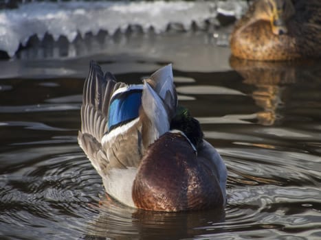 Ducks on the lake in winter