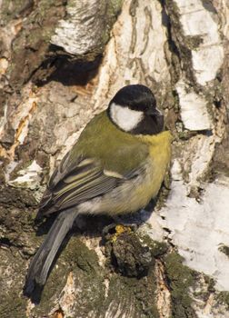 Tit on birch trunk