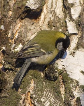 Tit on birch trunk
