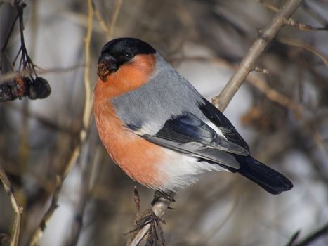 Bullfinch on branch