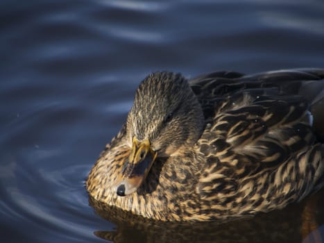 Ducks on the lake in winter