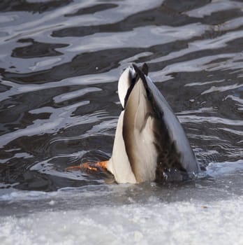 Ducks on the lake in winter
