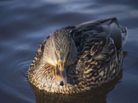Ducks on the lake in winter