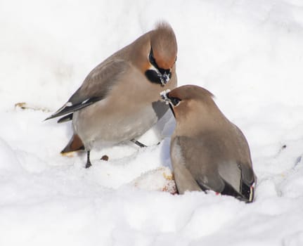 Waxwings in the snow