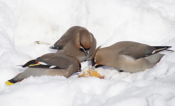Waxwings in the snow