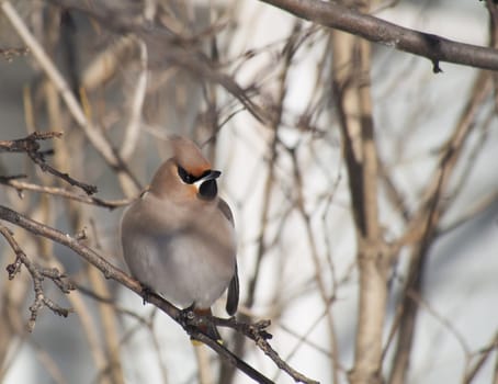 Waxwing 