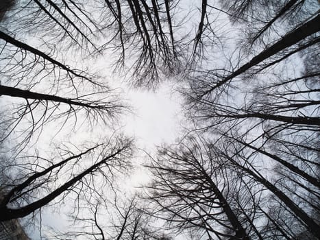 trees
