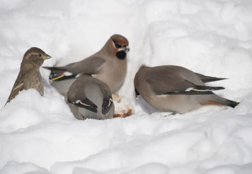 Waxwings in the snow