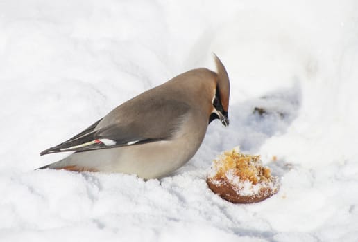 Waxwings in the snow