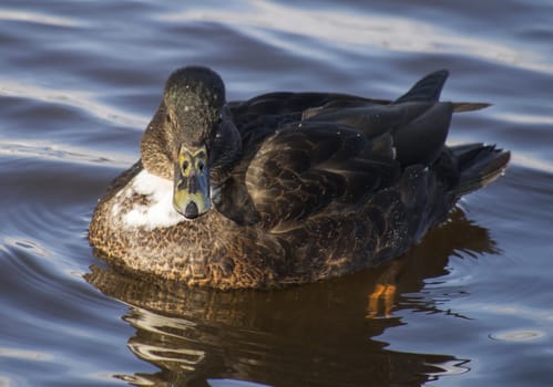 Ducks on the lake in winter