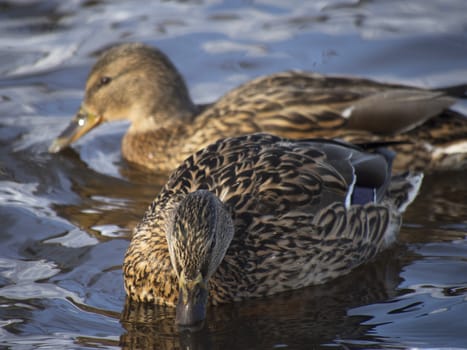 Ducks on the lake in winter