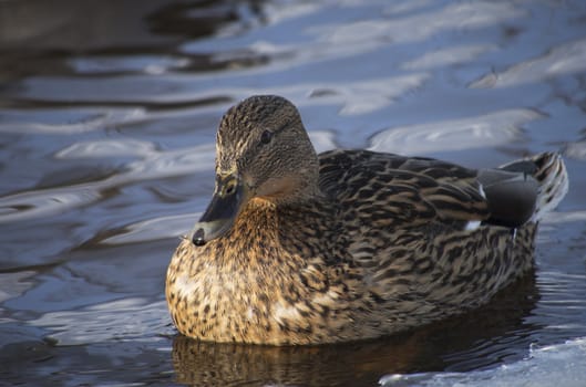 Ducks on the lake in winter