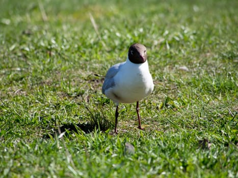 Seagull on the grass