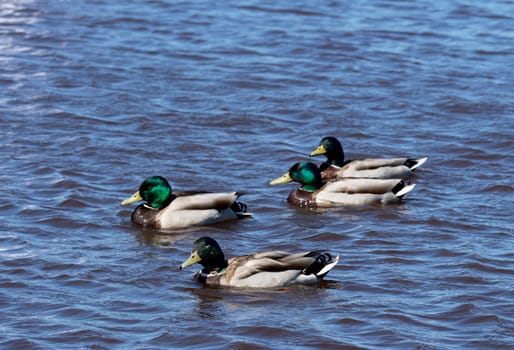 mallard duck on the lake 