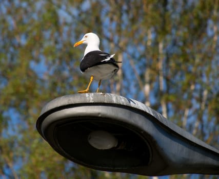 Seagull on the lamp