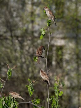 sparrows on a branch