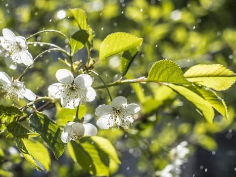 cherry blossoms