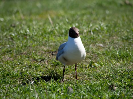 Seagull on the grass