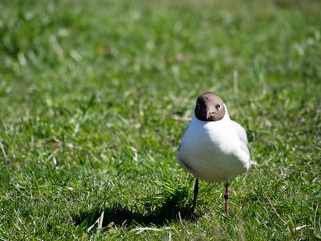 Seagull on the grass