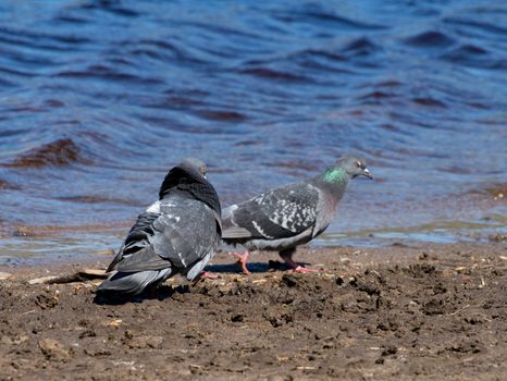 Pigeons on the lake