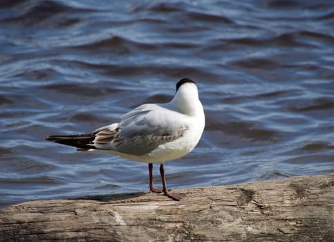 Seagull in the water