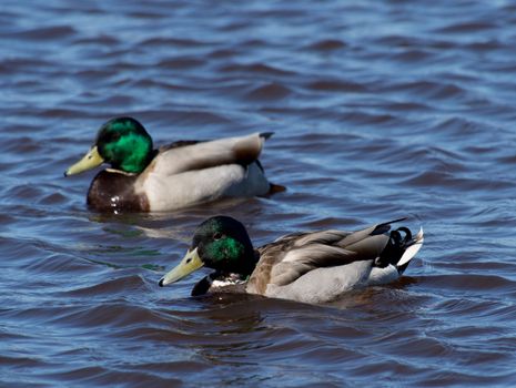 mallard duck on the lake 