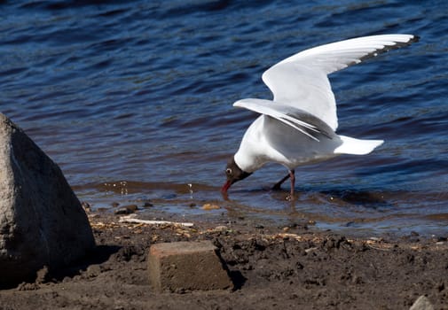 Seagull in the water
