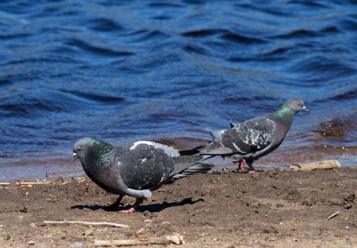 Pigeons on the lake