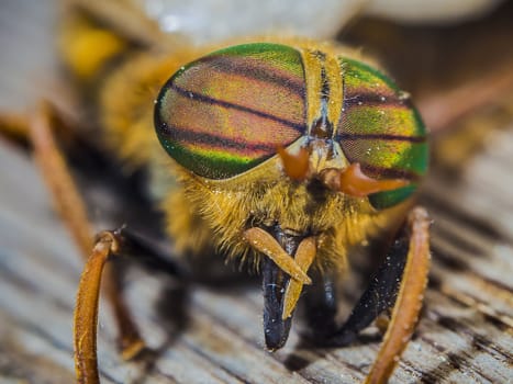 eyes gadfly
