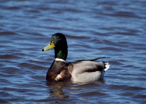mallard duck on the lake 