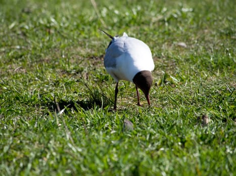 Seagull on the grass