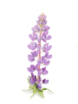 Lupine flower on a white background