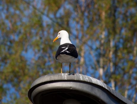 Seagull on the lamp