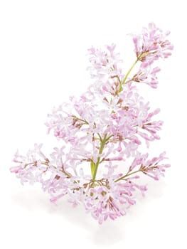 Lilac flower on a white background
