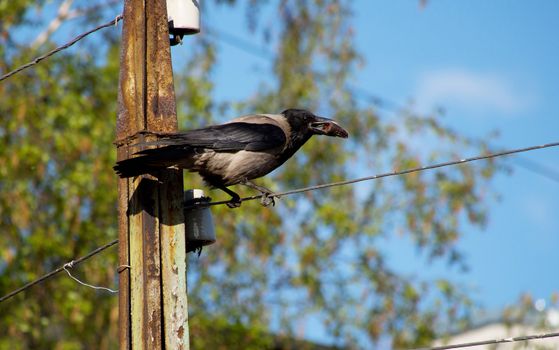 Crow on a wire