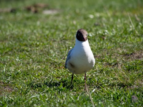 Seagull on the grass