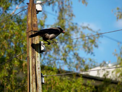 crow on a wire
