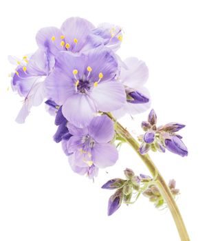 Blue flower on a white background
