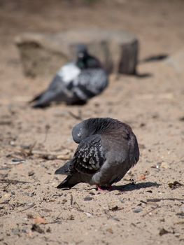 Pigeons on the lake