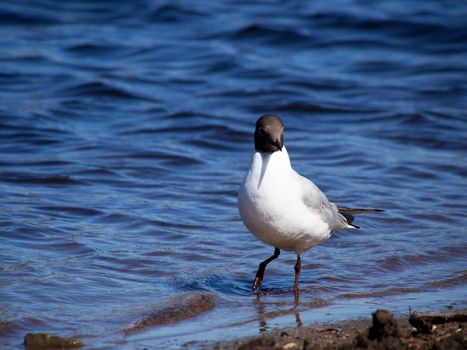 Seagull in the water