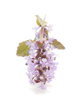 Ajuga Flower on a white background