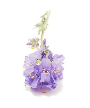 Blue flower on a white background